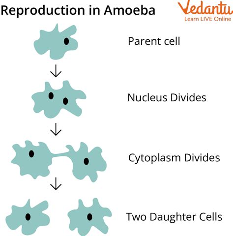 how are the daughter cells similar to the parent cell